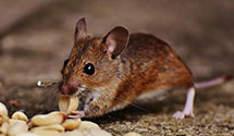 24 Hour & Emergency Exterminators in Federal Hgts, CO